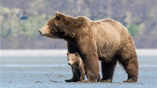 Be Sure to Catch Disneynature's BEARS Out on Earth Day 2014 ~ #DisneynatureBears #DisneySMMoms